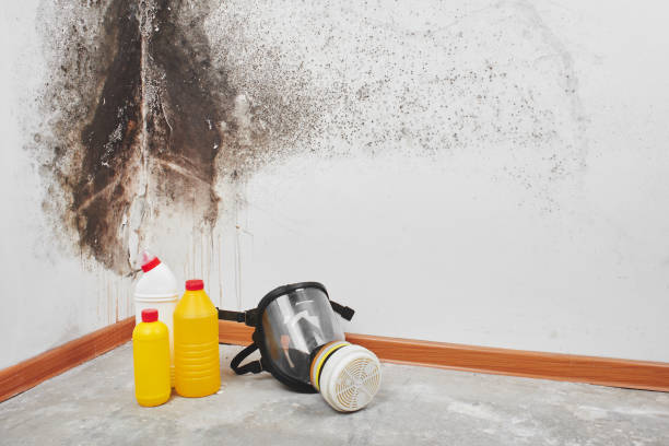 Best Mold Cleaning Services  in Woodland, CA
