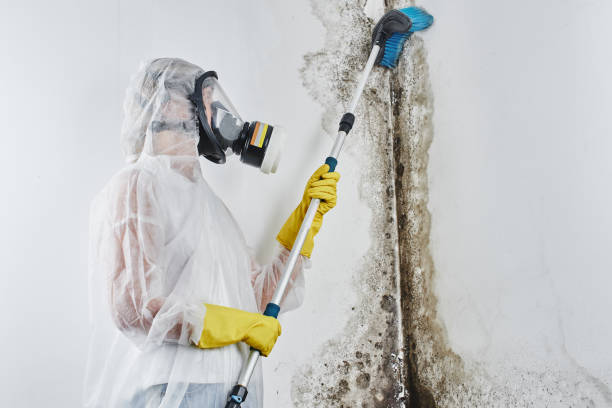 Best Commercial Mold Removal  in Woodland, CA