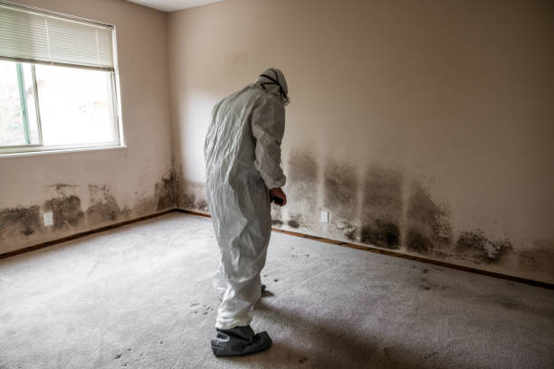 Best Residential Mold Removal  in Woodland, CA