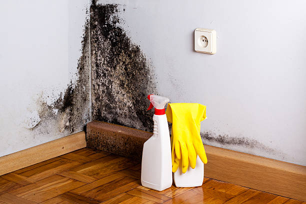 Woodland, CA Mold Removal Company
