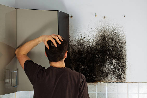 Best Attic Mold Removal  in Woodland, CA