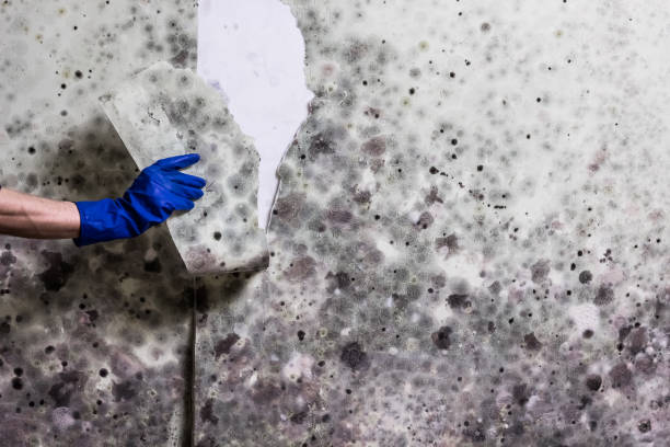 Best Commercial Mold Removal  in Woodland, CA
