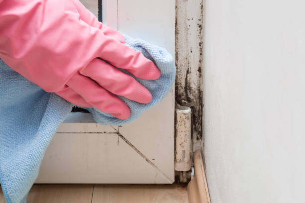 Best Black Mold Removal  in Woodland, CA