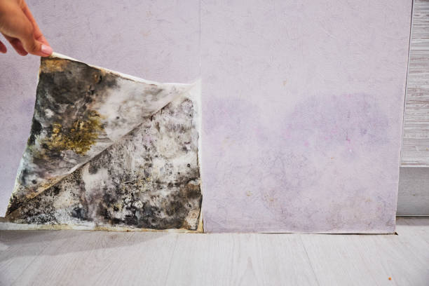 Best Same-Day Mold Removal  in Woodland, CA